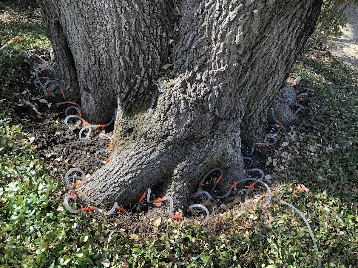 Detailed Shrub and Hedge Trimming job site in San Simon