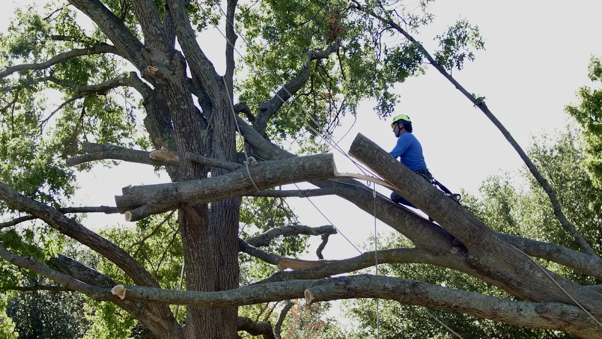 Professional Crown Thinning performed by certified arborists in San Simon